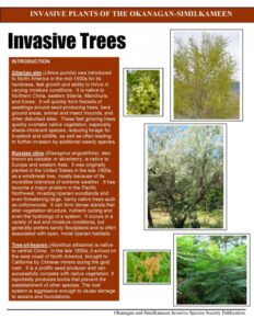 Invasive-Trees-updated-Dec-2023-jpg-Page-5